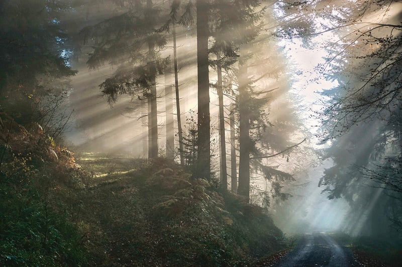 Mystical Nature Escape