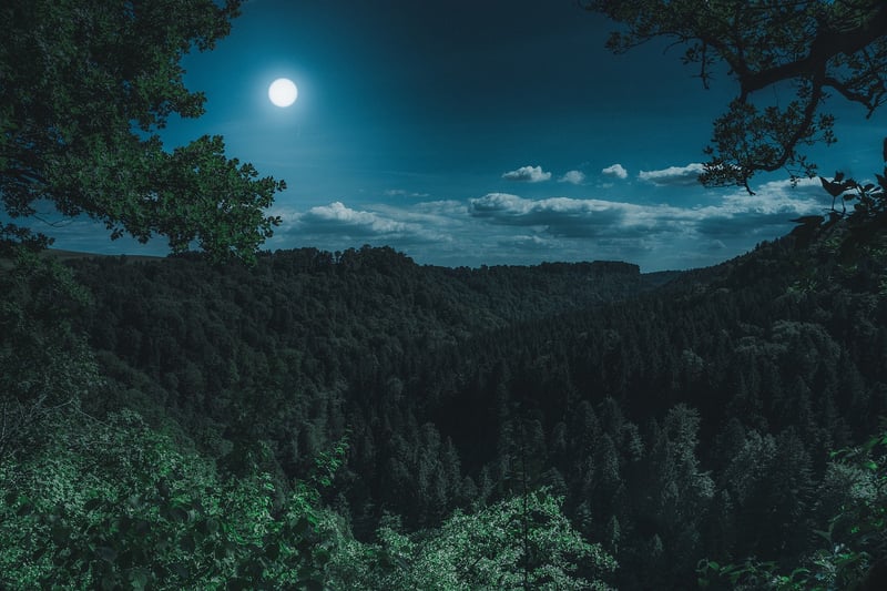 Moonflower