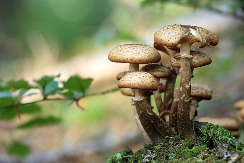 Fairy Ring Path